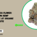 Shiloh THCA Flower